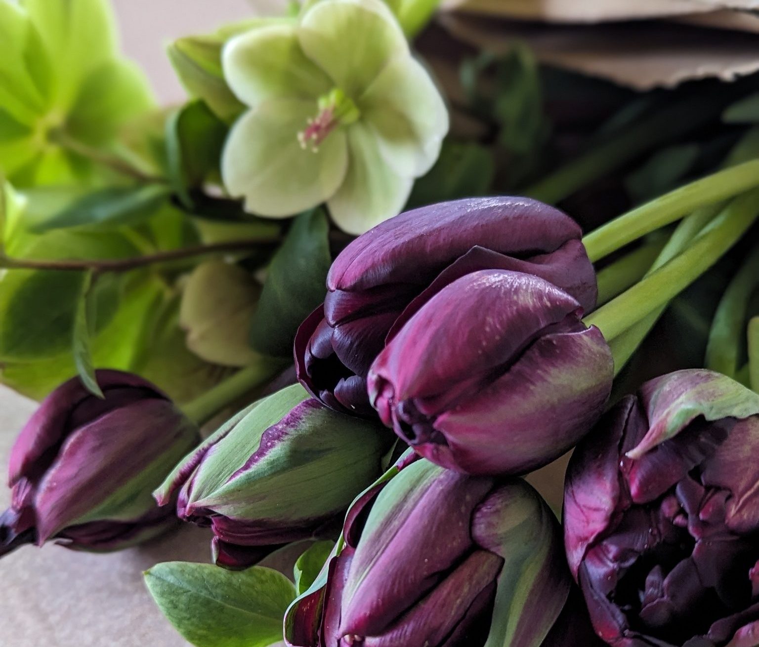 Black Hero Tulips with Hellebore Dark purple tulips with light green hellebore blooms